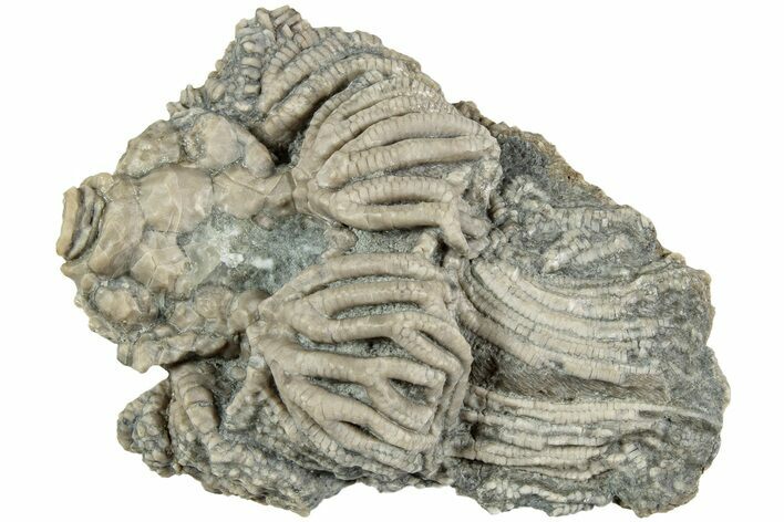 Fossil Crinoid (Actinocrinites) - Indiana #232239